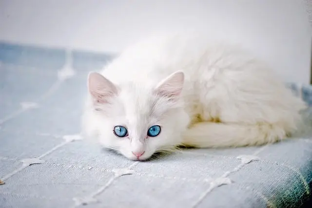 Top 5 Features Your Pet Zone Should Have