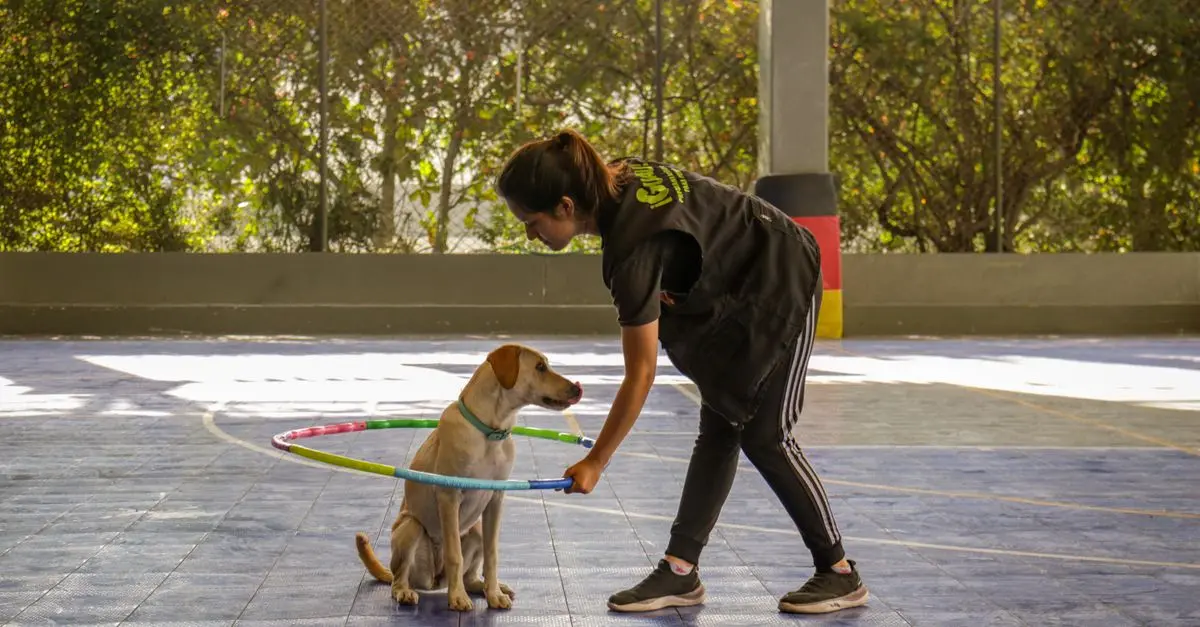 How to Create an Engaging Pet Zone for Your Cats and Dogs
