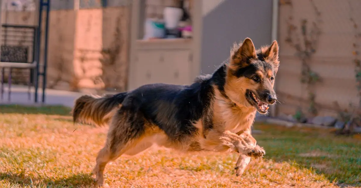 Essential Tips for Choosing the Best Pet Zone Supplies