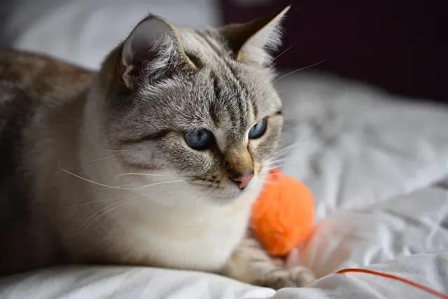 Creating a Fun and Engaging Pet Zone for Your Cats and Dogs