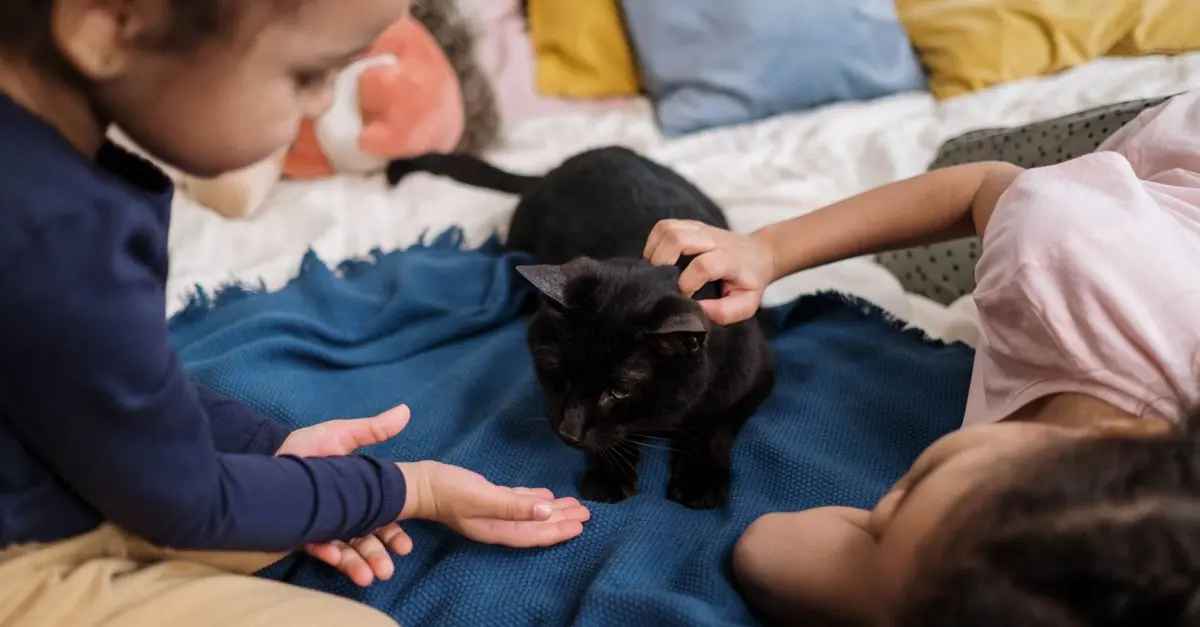 Essential Tips for Designing a Multi-Pet Zone at Home
