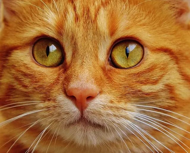 Must-Have Features for a Pet Zone That Keeps Pets Happy