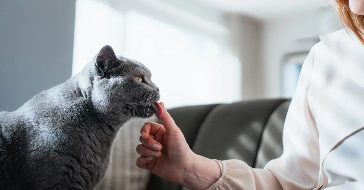 Understanding Pet Allergies and How to Manage Them
