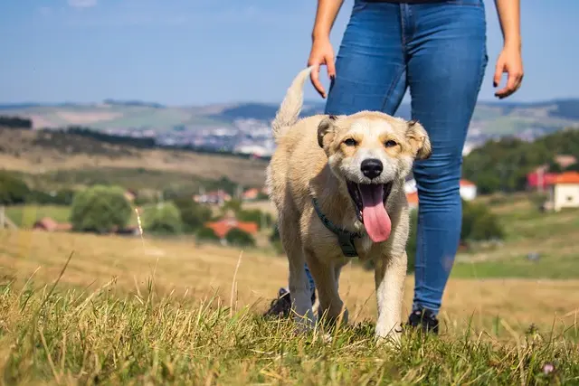 Essential Tips for a Safe and Engaging Pet Zone