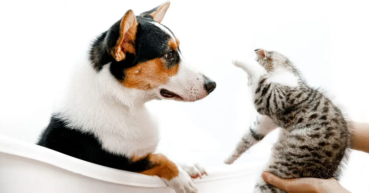 Pet Dental Care: Best Practices for Healthy Teeth