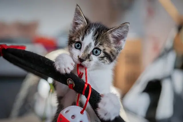 How to Create an Interactive Pet Zone for Happy Pets