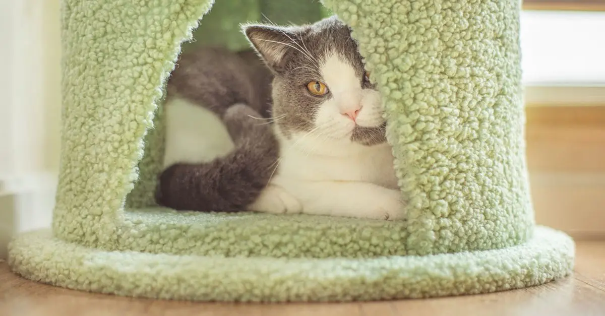 Must-Have Features for Every Pet Zone