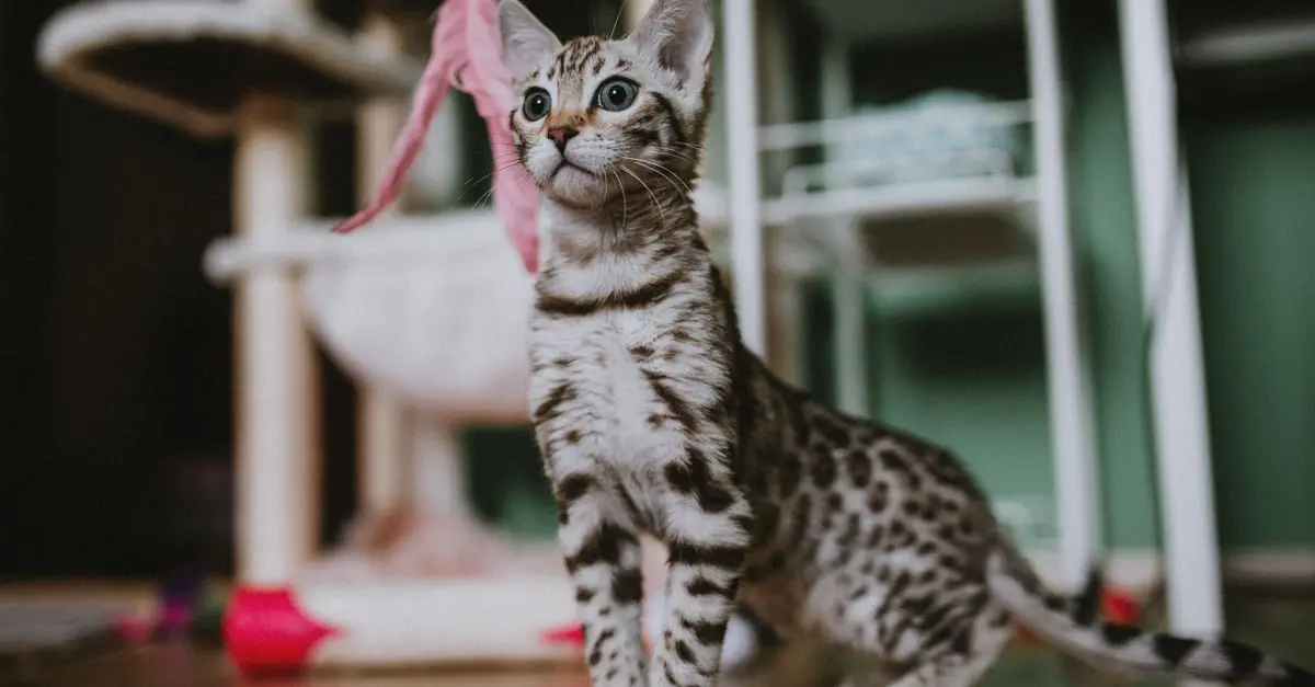 Top 10 Cat Toys to Keep Your Feline Entertained