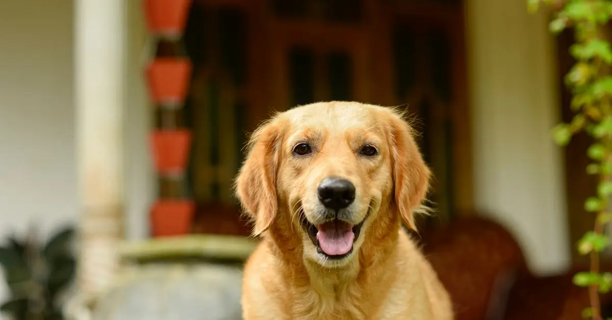 The Pros and Cons of Pet Insurance