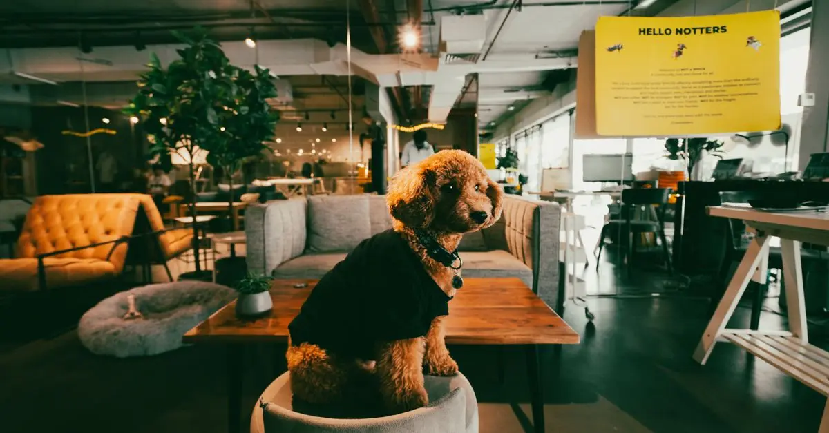 Latest Pet Accessories Trends of 2026