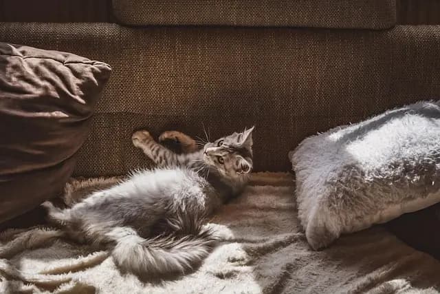 How to Choose the Right Flooring for Your Pet Zone