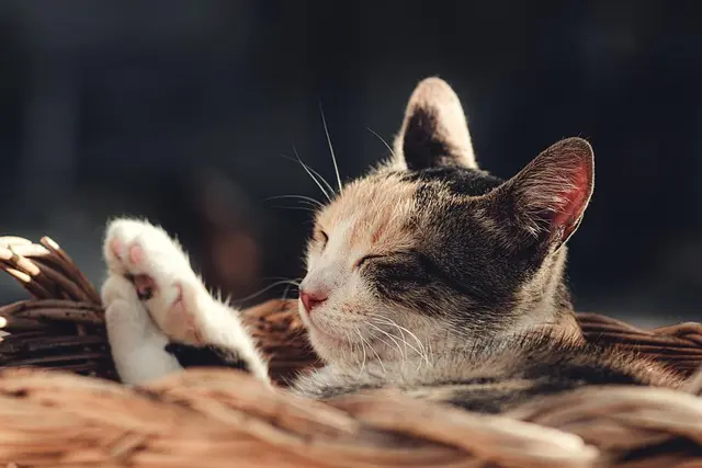 How to Choose the Best Layout for Your Pet Zone