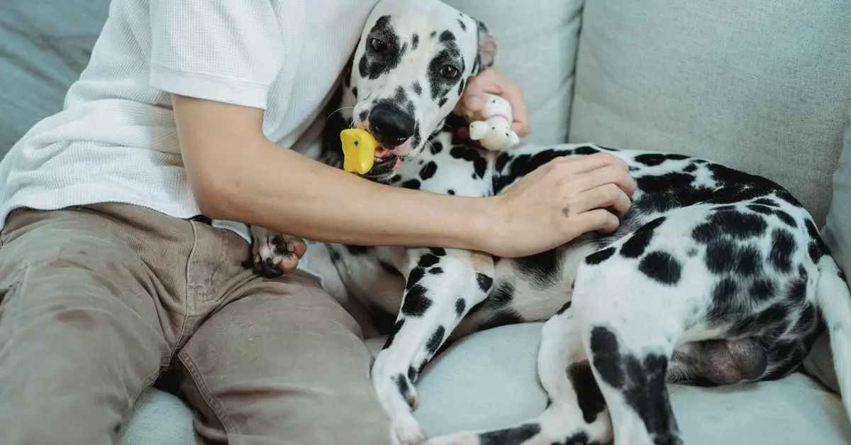 Creating an Engaging Pet Zone: Tips for Happy Pets