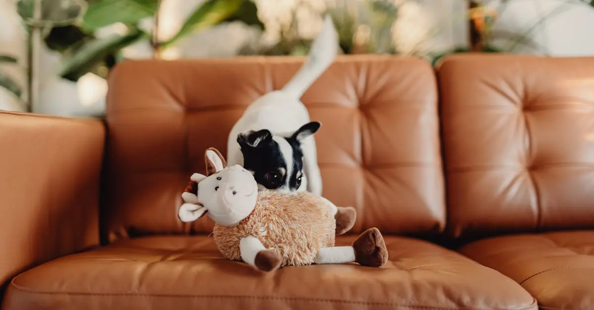 How to Design a Functional and Stylish Pet Zone