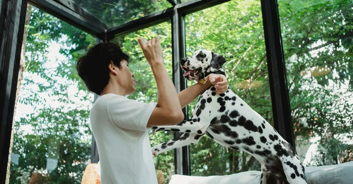 7 Essential Tips for Creating an Engaging Pet Zone