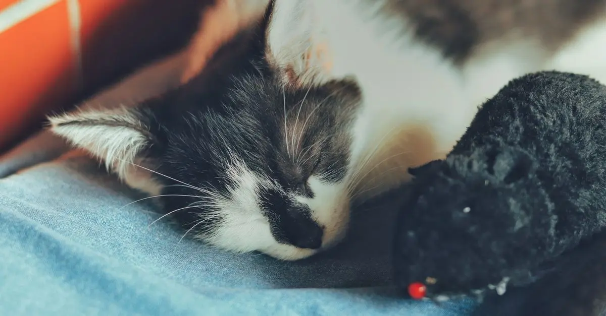 Ultimate Guide to Creating a Functional Pet Zone