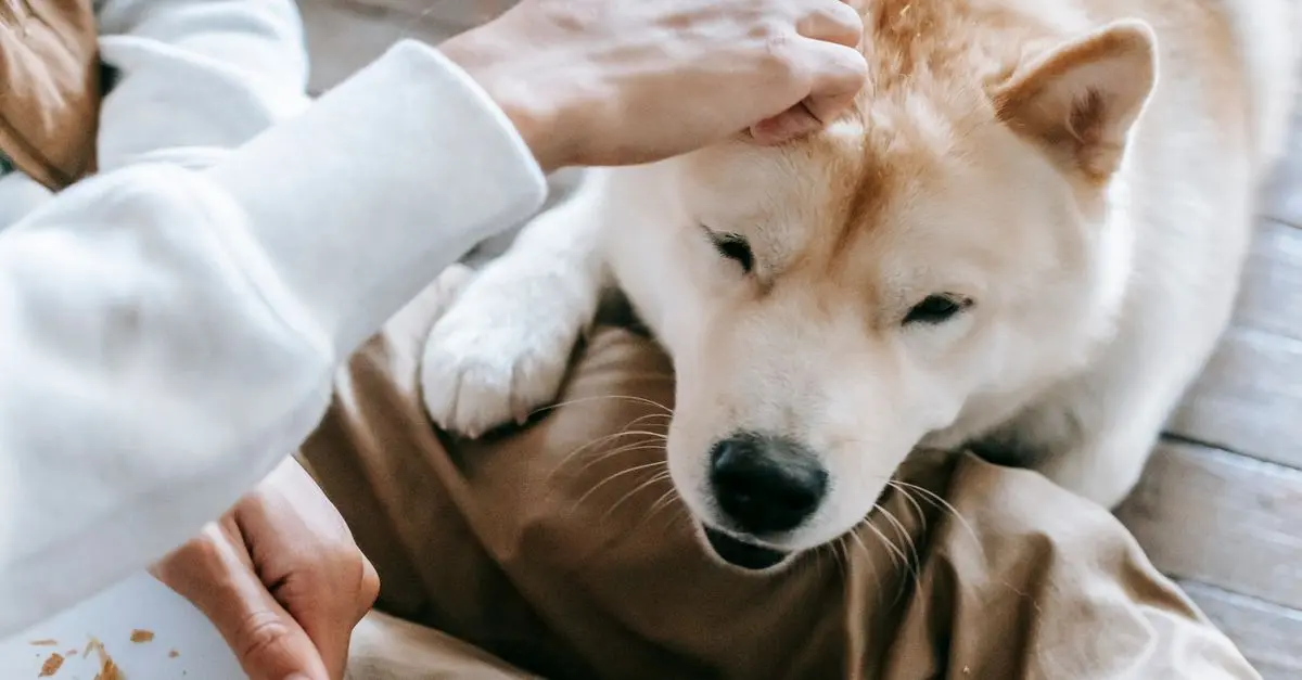 The Essential Guide to Building an Engaging Pet Zone
