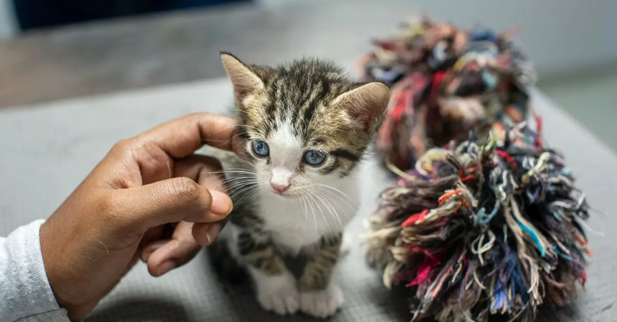How to Create an Interactive Pet Zone That Keeps Pets Engaged
