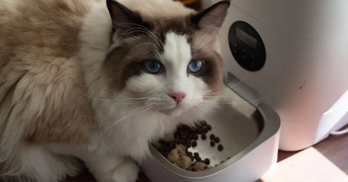 How to Enhance Your Pet's Zone with Smart Technology
