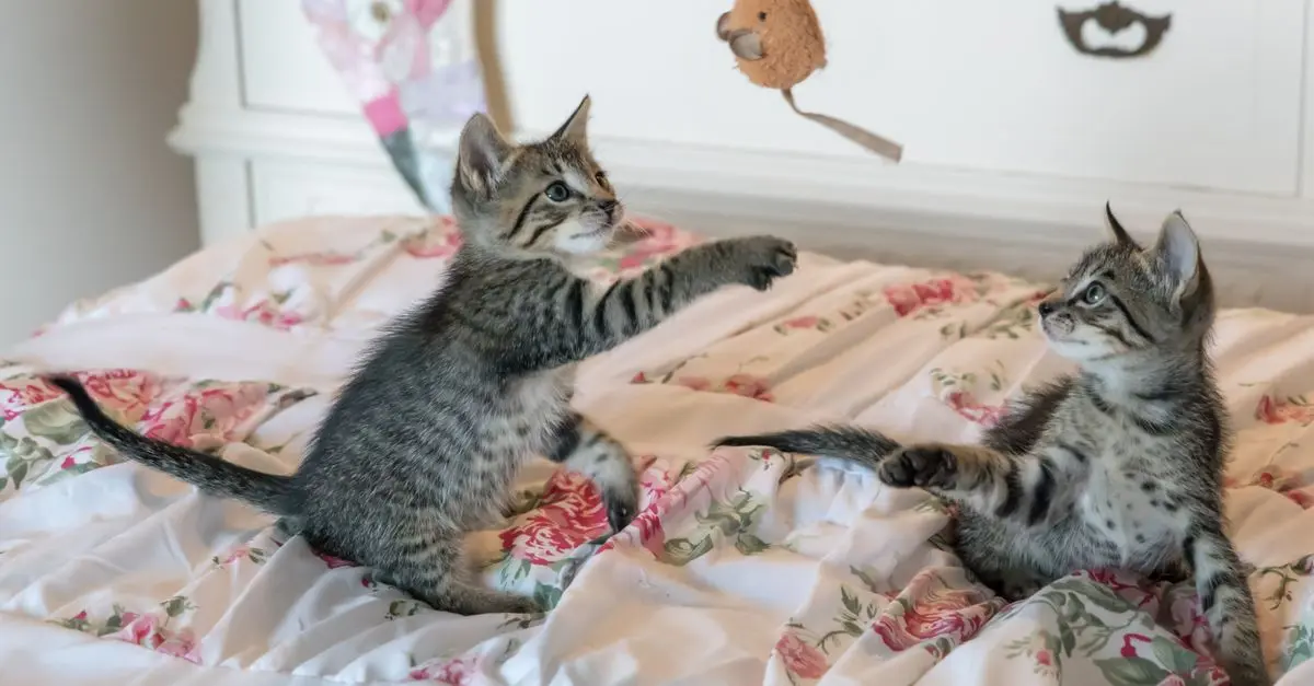 Top Strategies for Creating a Safe Pet Zone at Home