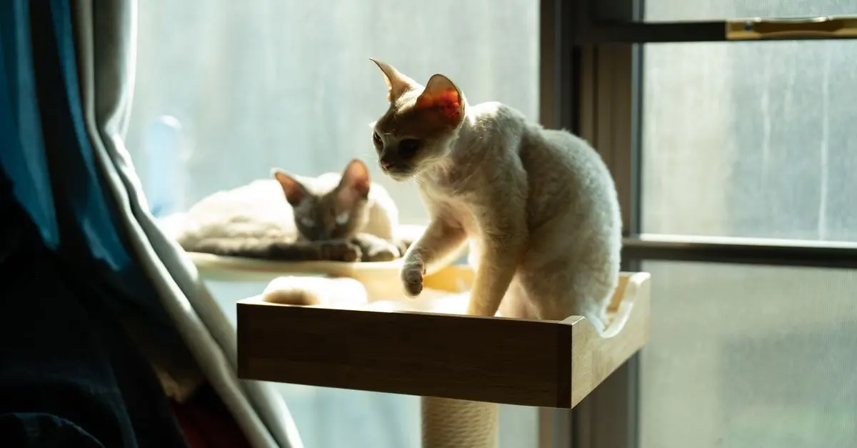 Best Practices for Designing a Multi-Pet Zone at Home
