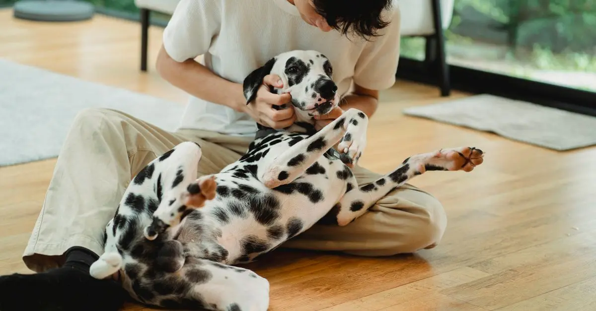 Creative Ways to Enhance Your Pet Zone Experience