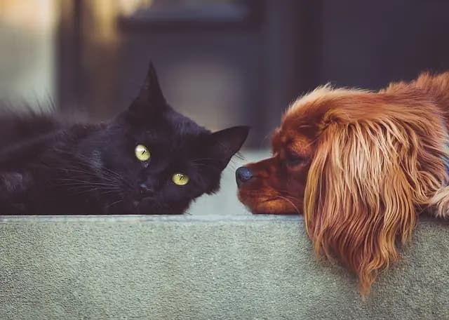 The Best Way to Design a Multi-Pet Zone at Home