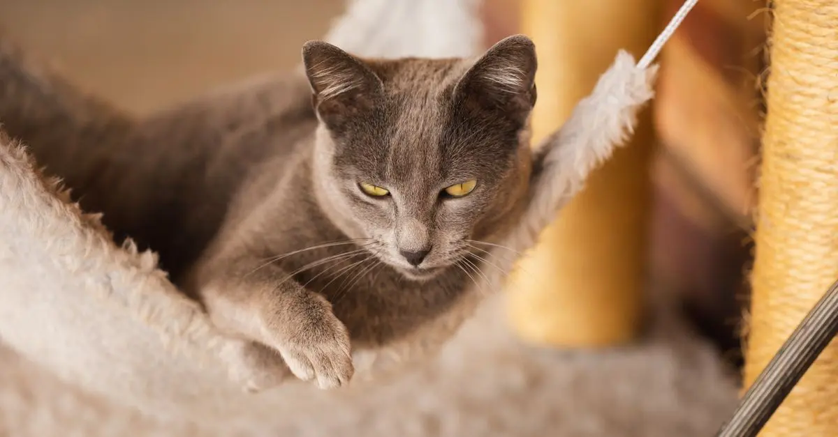 7 Creative Ideas to Enhance Your Pet Zone Experience