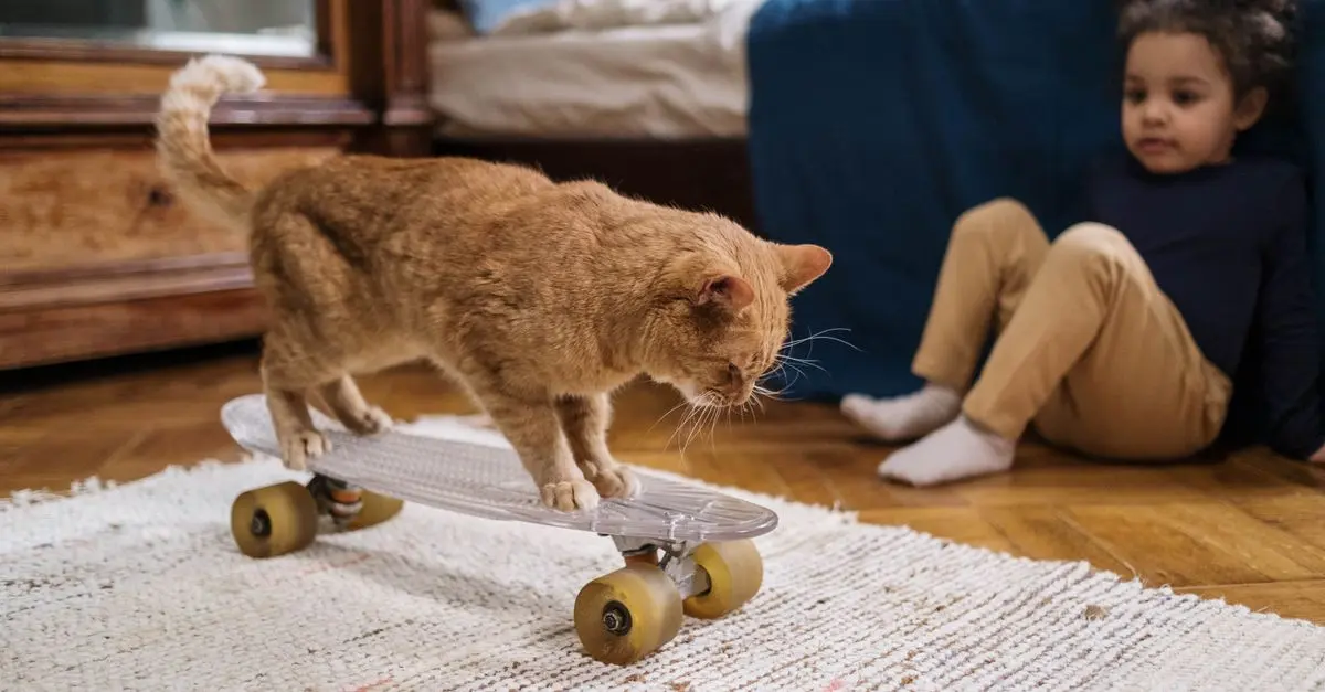 How to Create an Engaging Pet Zone for Your Furry Friends