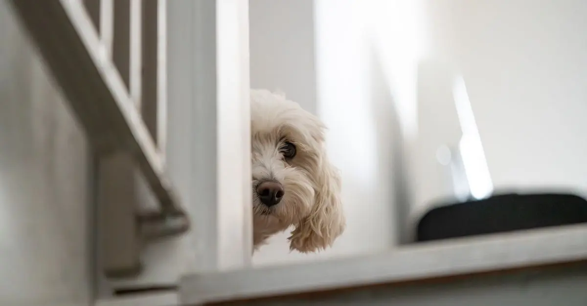Common Behavioral Problems in Dogs and Solutions
