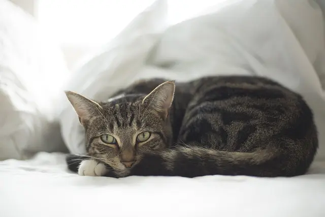 How to Create a Cozy Pet Zone for Your Furry Friends