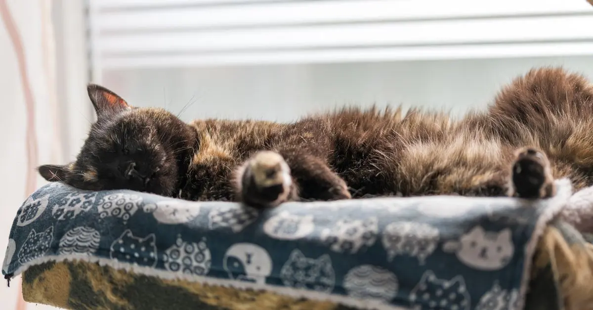 How to Maximize Space in a Small Pet Zone