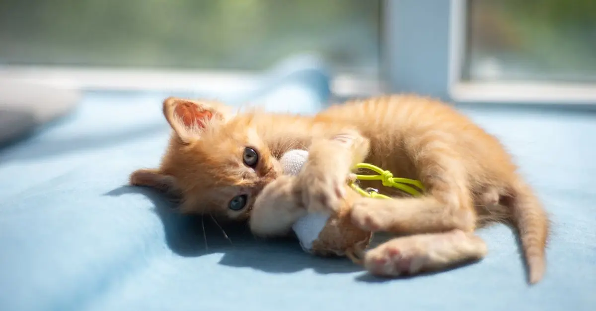 Top Strategies for Creating the Best Pet Zone