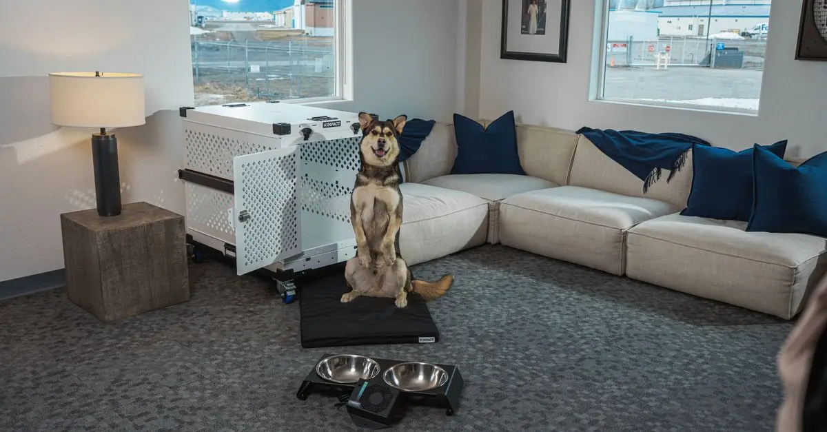 How to Optimize Your Pet Zone for Health and Happiness