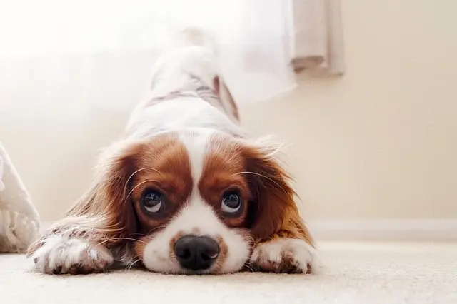 How to Create a Budget-Friendly Pet Zone at Home