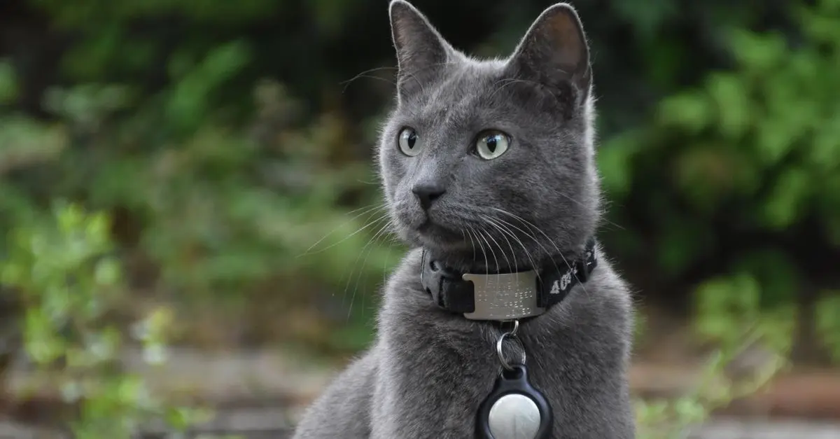 The Latest Innovations in Pet Tracking Technology 2026