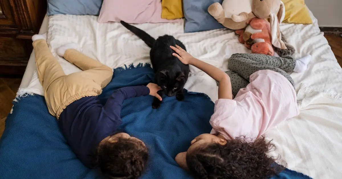 How to Create an Engaging Pet Zone for Your Cats and Dogs