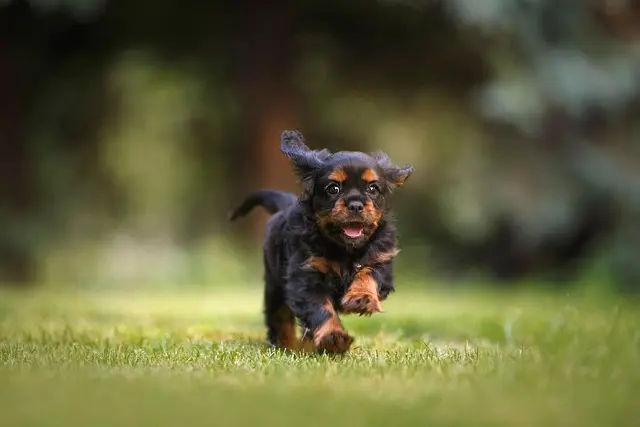 Innovative Pet Zone Ideas That Enhance Play and Comfort