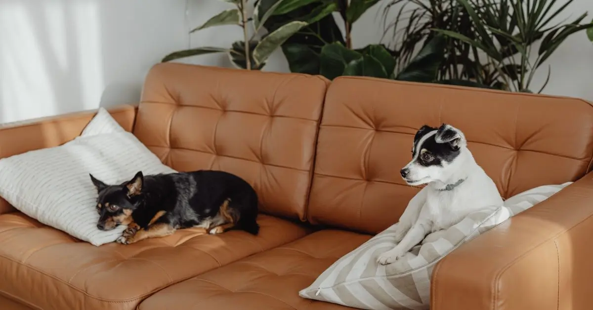 10 Ideas for an Eco-Friendly Pet Zone That Your Pets Will Love