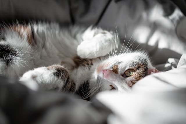 Essential Pet Zone Accessories Every Pet Owner Needs