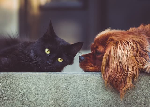 10 Creative Ideas for Designing an Interactive Pet Zone