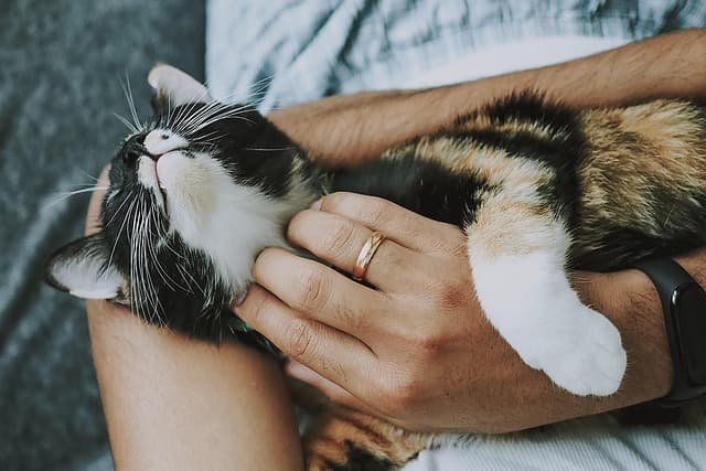 Top Strategies for Managing Multi-Pet Households