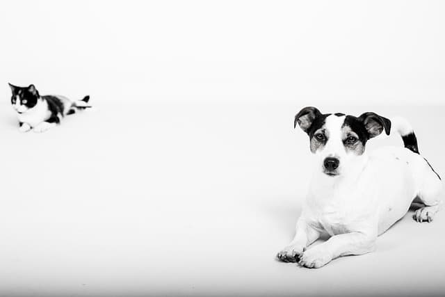 Essential Elements for a Safe Pet Zone at Home