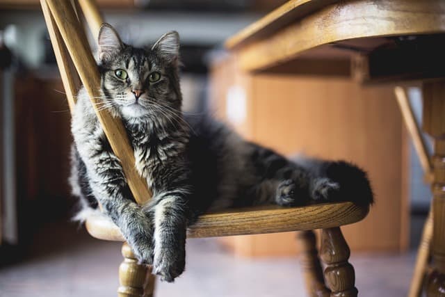Creating a Themed Pet Zone: Tips for Unique Spaces