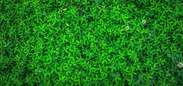 How to Create an Eco-Friendly Pet Zone at Home