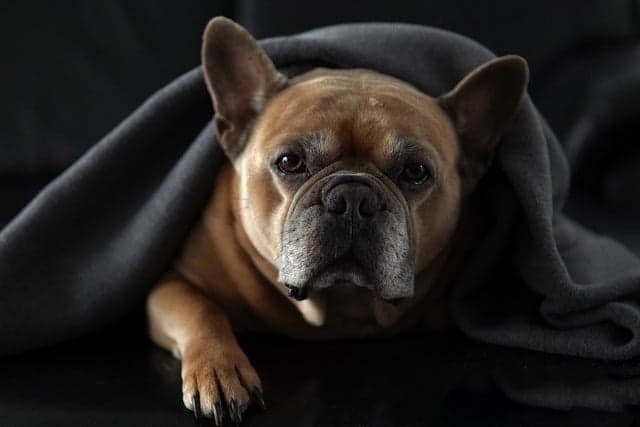 Top 5 Must-Have Features for an Engaging Pet Zone