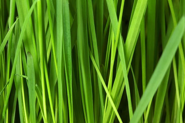 How to Create a Sustainable Pet Zone for Your Home