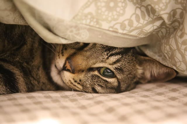 10 Essential Features for a Safe Pet Zone at Home