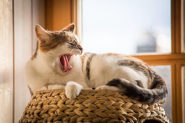Creating an Innovative Pet Zone for Your Home