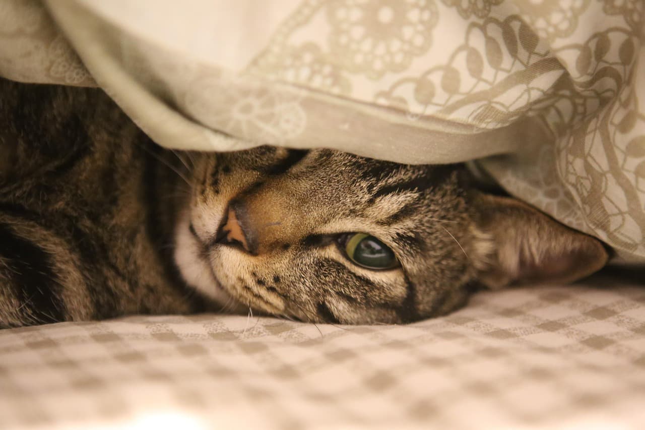 Top 5 Benefits of a Designated Pet Zone at Home